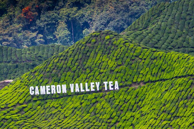 Kuala Lumpur: Cameron Highlands & Batu Caves Private Day Tour - BOH Sungai Palas and the story of Malaysian tea