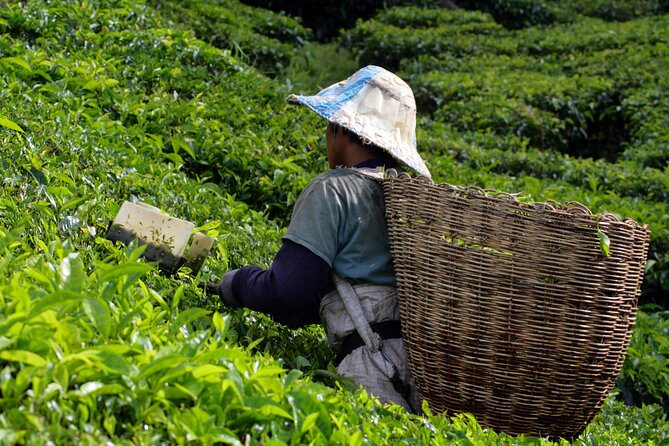 Kuala Lumpur: Cameron Highlands & Batu Caves Private Day Tour - Lata Iskandar adds a short jungle stop