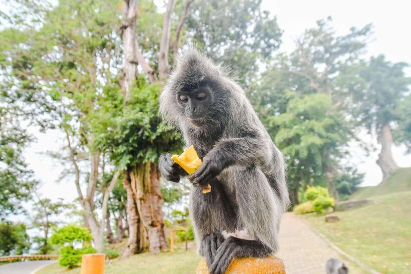 Kuala Lumpur: City Sights, Batu Caves and Fireflies Day Trip - Starting at the King’s Palace