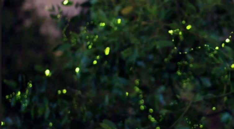 Kuala Lumpur: Fireflies & Blue Tears Tour with Seafood Meal - Meeting silver leaf monkeys at Melawati Hill