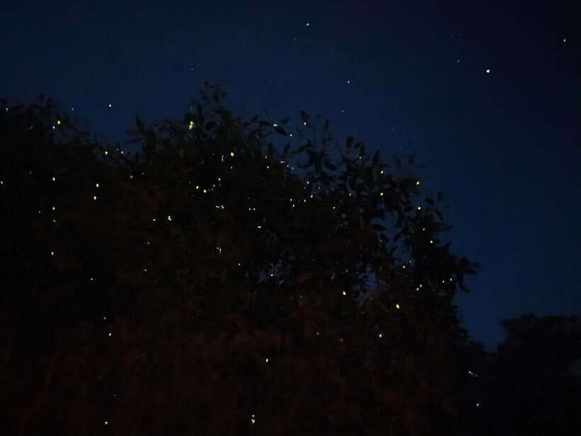Kuala Lumpur: Kuala Selangor Fireflies and Blue Tears Tour - Key points to know before booking
