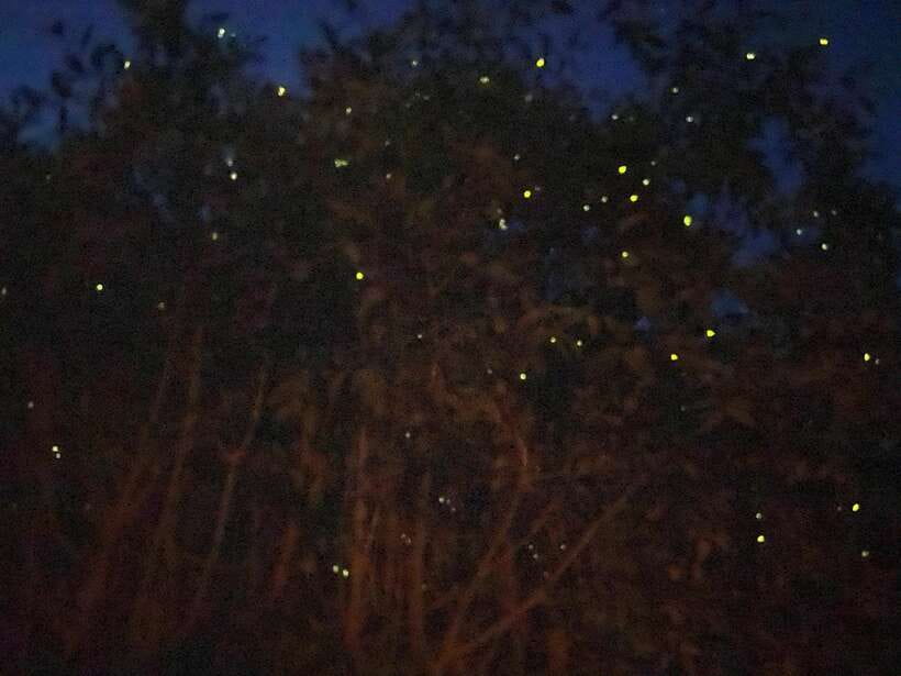 Kuala Lumpur: Kuala Selangor Fireflies and Blue Tears Tour - From Kuala Lumpur to Kota Melawati