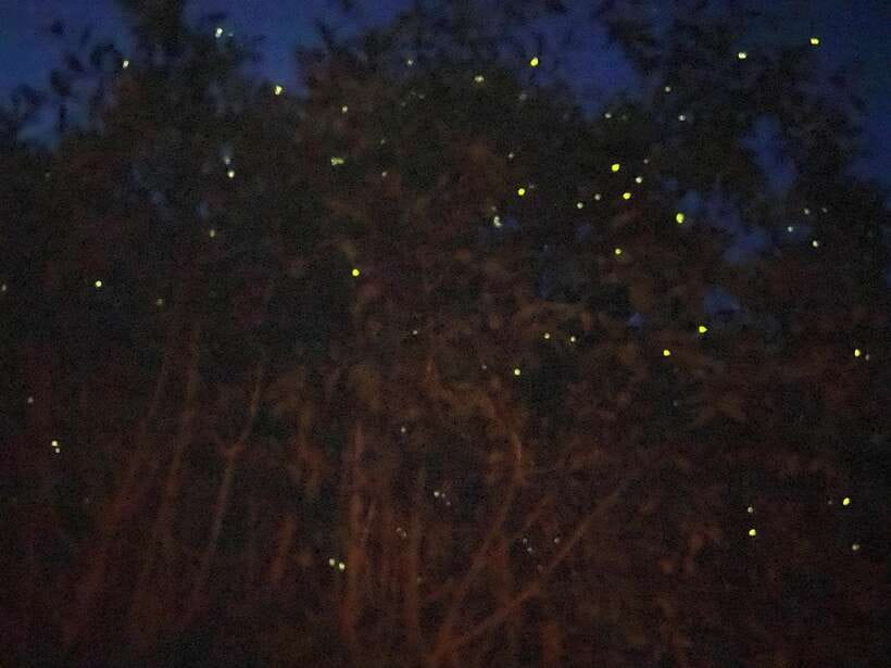 Kuala Lumpur: Kuala Selangor Fireflies and Blue Tears Tour - Close encounters with silvered leaf monkeys and macaques