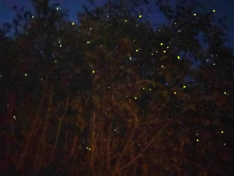 Kuala Lumpur: Kuala Selangor Fireflies and Blue Tears Tour - What the $79 price really covers
