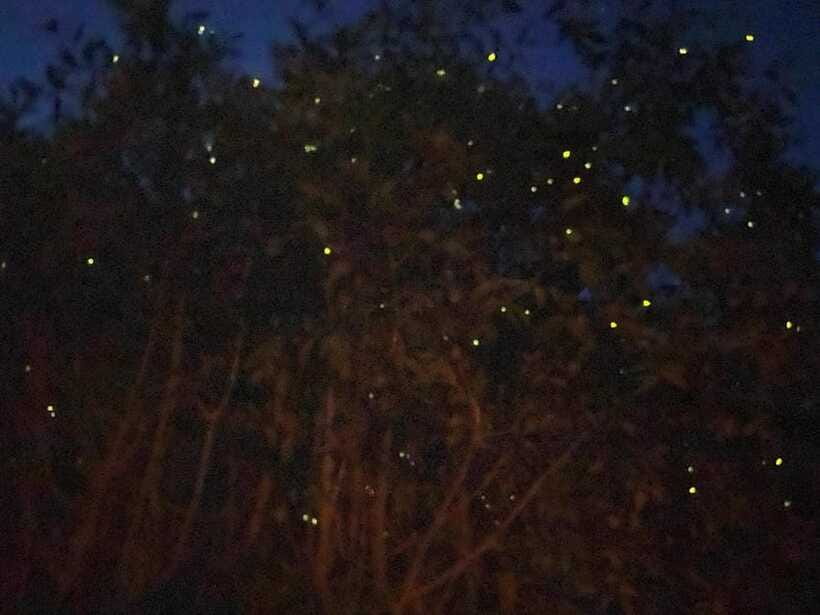 Kuala Lumpur: Kuala Selangor Fireflies and Blue Tears Tour - Who will enjoy this evening most
