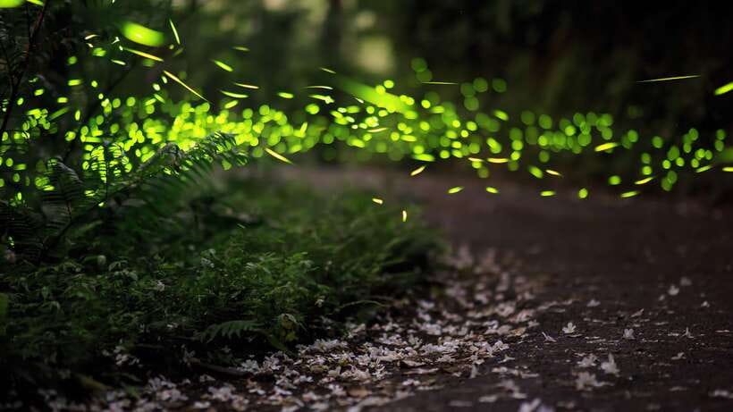 Kuala Lumpur: Kuala Selangor Firefly Tour and Dinner - Bukit Melawati, the first useful stop