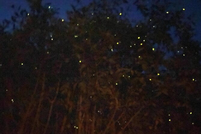 Kuala Selangor Fireflies and Blue Tears Tour with Dinner (SIC) - Why this seven-and-a-half-hour evening works