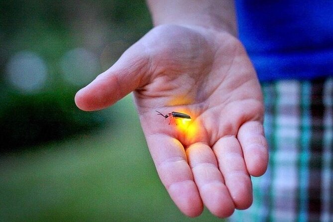 Kuala Selangor Fireflies - Batu Caves Temple- Malawati Hill DayTour With Dinner - The guide matters more than the vehicle
