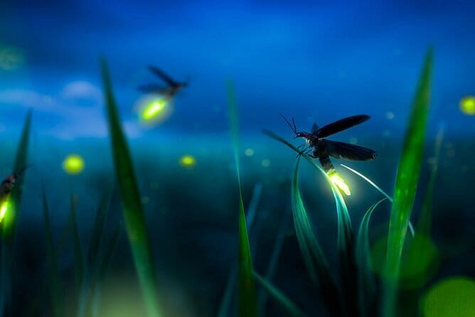 Kuala Selangor Firefly Blinkings Private Tour with Seafood Dinner - Firefly flashes on the Selangor River