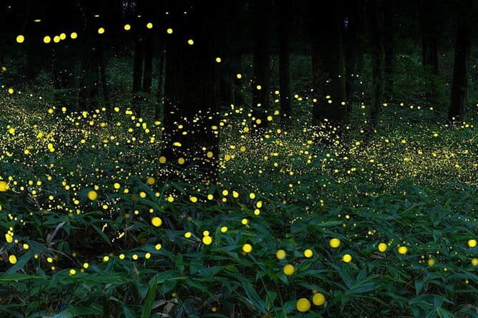Kuala Selangor Firefly Blinkings Private Tour with Seafood Dinner - The included seafood dinner