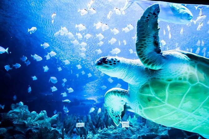 Malaysia: Aquaria KLCC Entry Ticket - Why Aquaria KLCC Works Well in Kuala Lumpur
