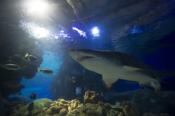 Malaysia: Aquaria KLCC Entry Ticket - Timing Your Visit Around the Opening Hours