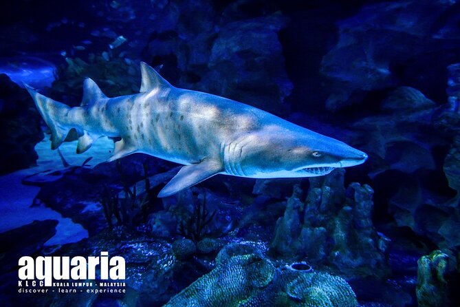 Malaysia: Aquaria KLCC Entry Ticket - Crowds, Viewing Space, and Family Comfort