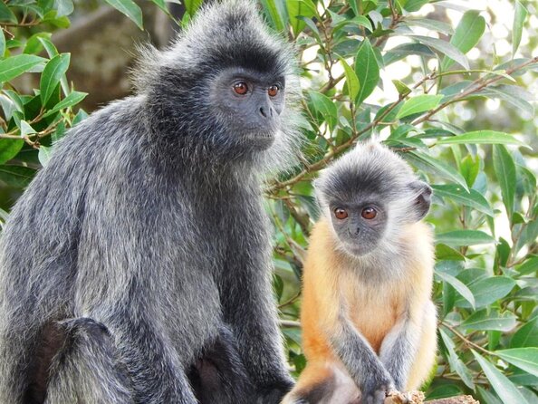 Monkey Hill, Eagle and Firefly Tour - From Kuala Lumpur to Kuala Selangor at 3pm