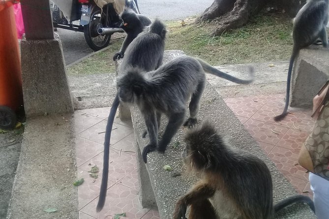 Monkey Hill, Eagle &Firefly Tour+Free Batu Caves Visit.(Per Car) - From Kuala Lumpur to Batu Caves
