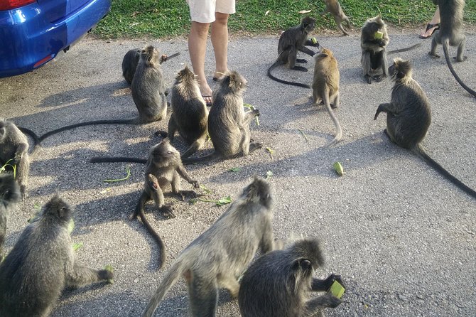 Monkey Hill, Eagle &Firefly Tour+Free Batu Caves Visit.(Per Car) - Seafood dinner before the fireflies