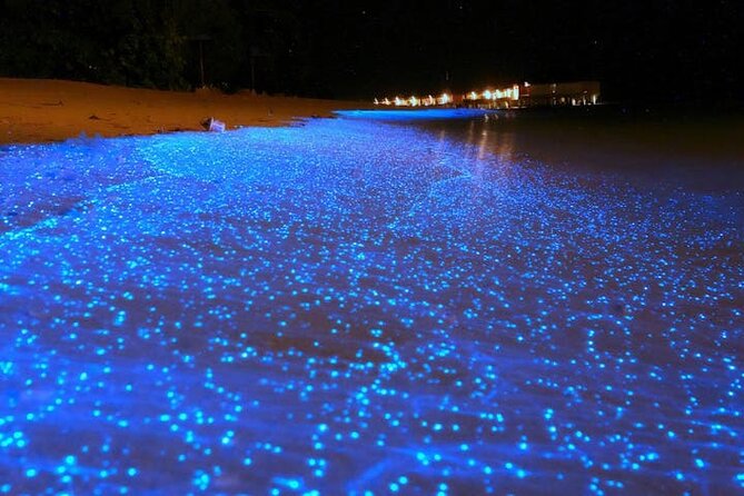 Mystical Nights: Fireflies & Blue Tears Adventure - Key points to know before booking