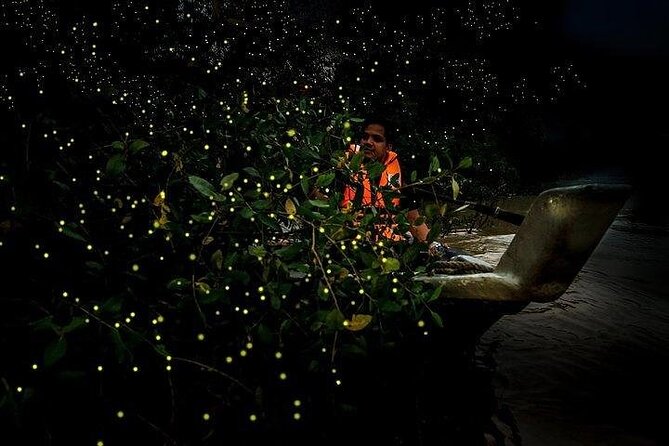Mystical Nights: Fireflies & Blue Tears Adventure - A 4:00 pm start from Kuala Lumpur