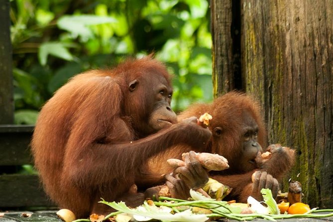 Orang Utan Island and Perak Tong Cave From Kuala Lumpur - A long road to Bukit Merah