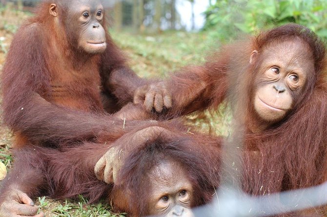 Orang Utan Island and Perak Tong Cave From Kuala Lumpur - What the orangutan visit can and cannot offer
