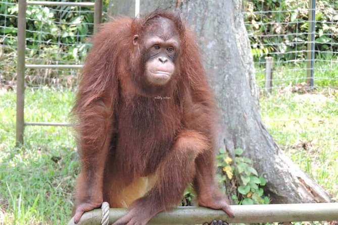 Orang Utan Island and Perak Tong Cave Temple Day Tour from Kuala Lumpur - Crossing to Orang Utan Island