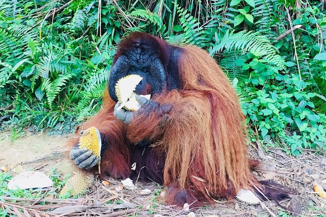 Orang Utan Island and Perak Tong Cave Temple Day Tour from Kuala Lumpur - Lunch, inclusions, and the real value of $132