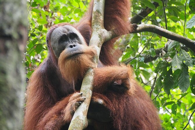 Orang Utan Island and Perak Tong Cave Temple Day Tour from Kuala Lumpur - What to pack and how to handle the day