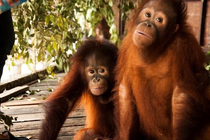 Orang Utan Island and Perak Tong Cave Temple Day Tour from Kuala Lumpur - The road north with an English-speaking driver