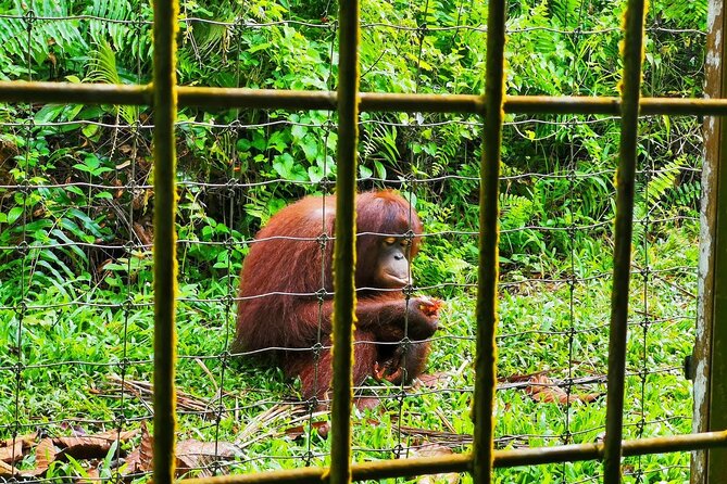 Orang Utan Island Day Tour (Bukit Merah) - Ipoh sights packed into a single day