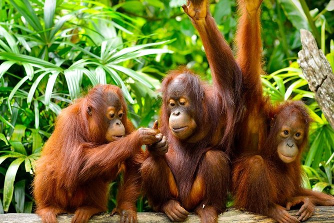Orang Utan Island Day Tour (Private) - A short stop at Bukit Merah