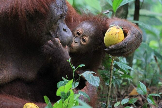 Orang Utan Island Day Tour (Private) - What the $101 price really includes