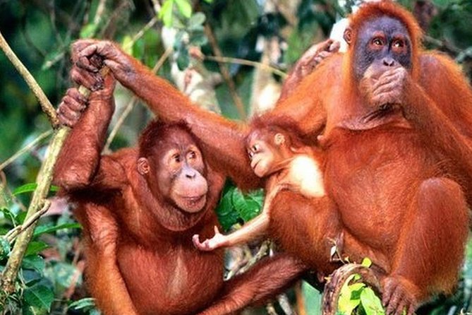 Orang Utan Island Day Tour - Leaving Kuala Lumpur at 7 a.m.