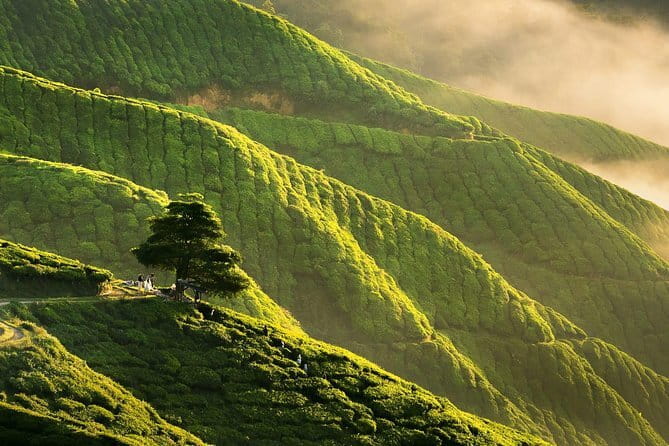 Private: Cameron Highlands 2 days 1 night Trip - Bee, strawberry, rose, and lavender stops fill out day two