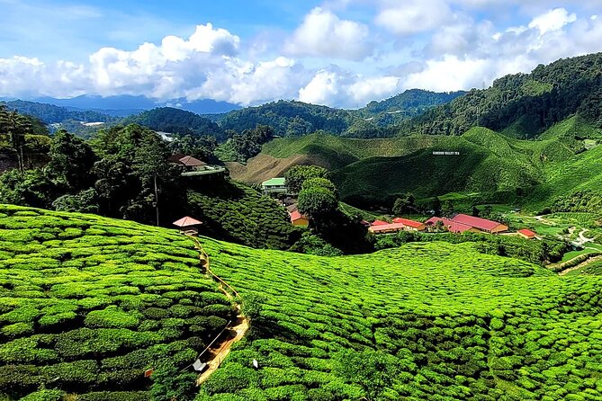 Private Full-Day Cameron Highlands Nature Tour from Kuala Lumpur - Tea country around Cameron Valley