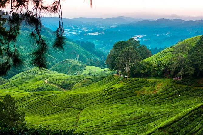 Private Full-Day Cameron Highlands Nature Tour from Kuala Lumpur - Lunch and the final café break