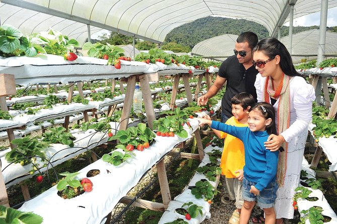 Private Nature Trip to Cameron Highlands from Kuala Lumpur - The long climb from Kuala Lumpur to the highlands