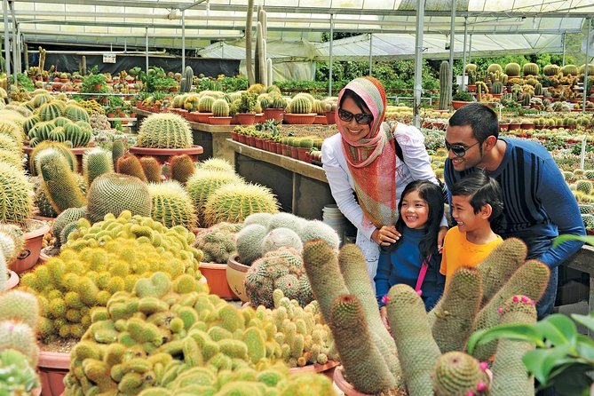 Private Nature Trip to Cameron Highlands from Kuala Lumpur - Rose Valley and Cactus Valley: two short garden visits