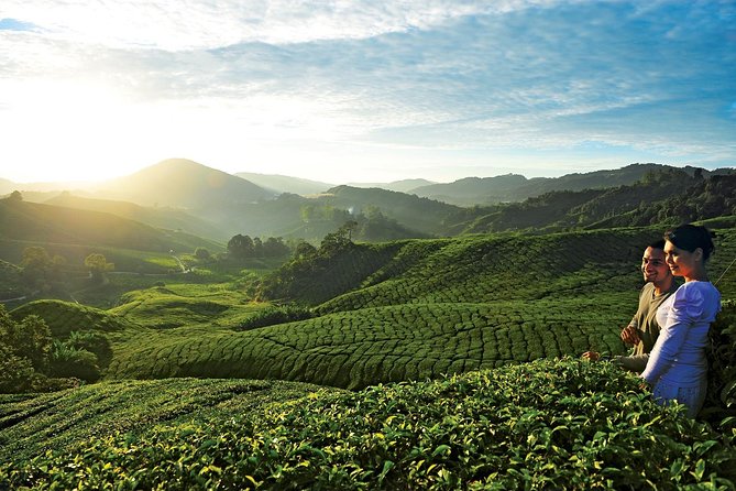 Private Nature Trip to Cameron Highlands from Kuala Lumpur - Bharat Tea Estate and the Cameron Valley story