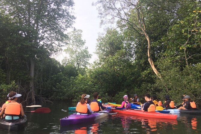 River Exploration and Mangrove Nature Tour by kayaking - Morning or sunset: choosing the better session
