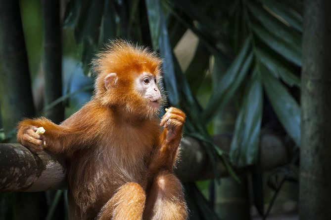 Silver Leaf Monkeys and Firefly Tour with Boat Ride and Seafood Dinner - Why this Kuala Lumpur evening is worth considering