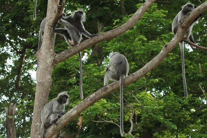Silver Leaf Monkeys and Firefly Tour with Boat Ride and Seafood Dinner - What the guide can add to the afternoon