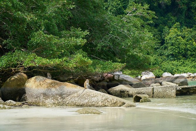 Silver Leaf Monkeys and Firefly Tour with Boat Ride and Seafood Dinner - Is $193.14 a fair price?