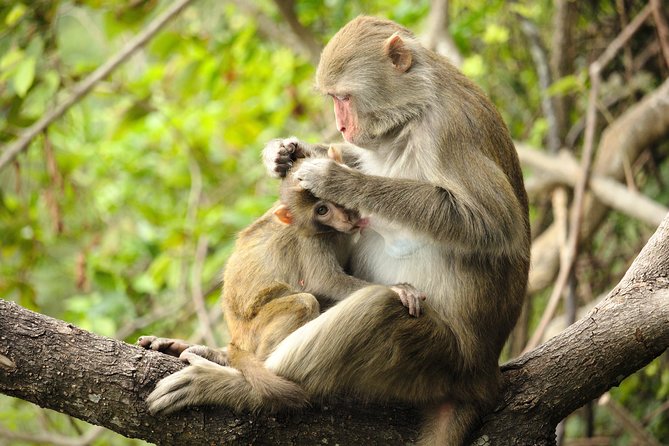 Silver Leaf Monkeys and Firefly Tour with Boat Ride and Seafood Dinner - Booking timing, cancellation, and useful questions