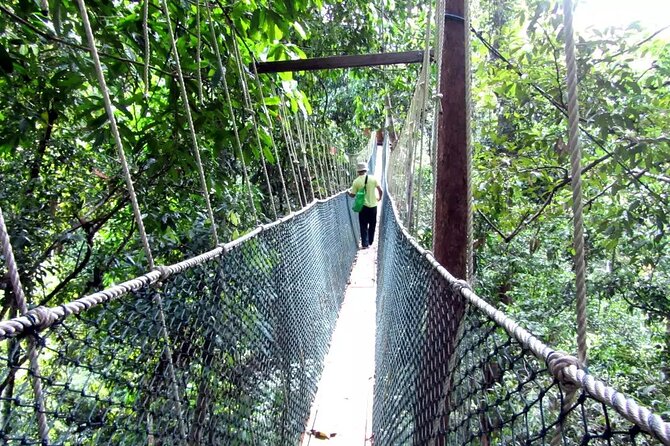 Taman Negara Day Tour with Canopy Walk - Why this rainforest day trip is worth the long ride