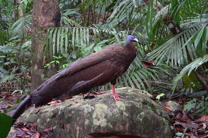 Taman Negara Day Tour with Canopy Walk - Price, private transport, and overall value