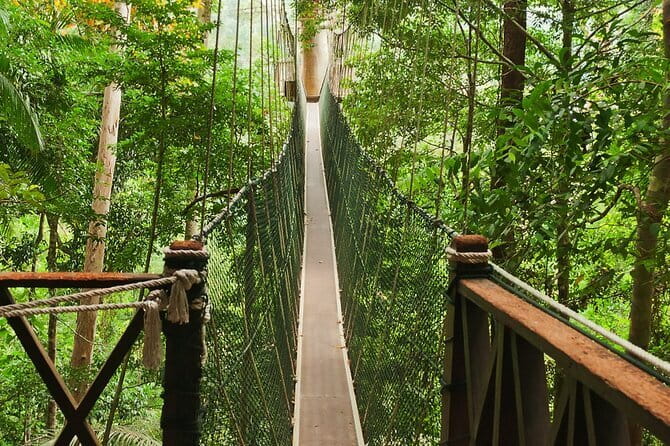 Taman Negara National Park Day Excursion from Kuala Lumpur PVT - The Canopy Walk Above the Trees