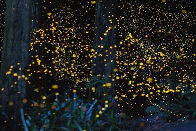 Twinkling Kuala Selangor Firefly Boat Tour from Kuala Lumpur - Monkeys, local stories, and the Sri Shakti Temple