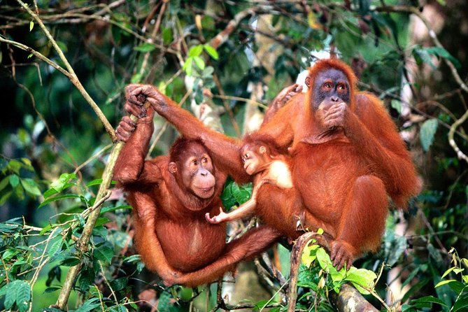 Wildlife & Wonders: Orang Utan Island + Perak Cave Temple Tour - The northbound drive through Perak