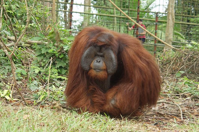 Wildlife & Wonders: Orang Utan Island + Perak Cave Temple Tour - What the $123.22 price includes