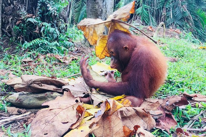 Wildlife & Wonders: Orang Utan Island + Perak Cave Temple Tour - Practical ways to make the day better